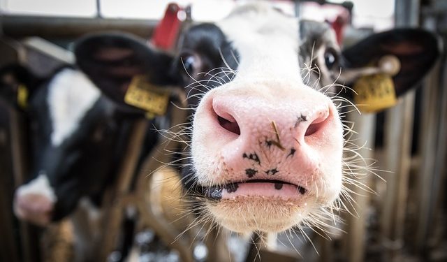 Vache