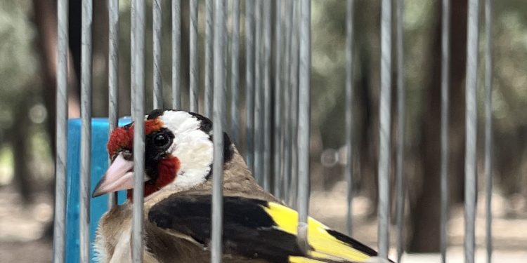 chardonneret élégant en cage